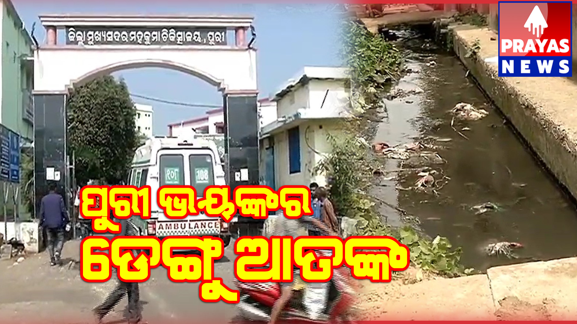 ଡେଙ୍ଗୁ ରୋଗକୁ ନେଇ ପୁରୀ ସହରରେ ଖେଳିଯାଇଛି ଆତଙ୍କ