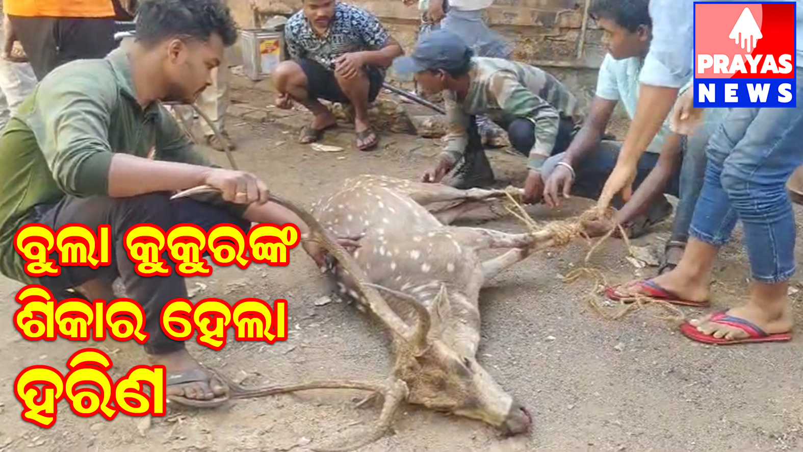 ଜଙ୍ଗଲରୁ ଖସି ଆସିଥିବା ହରିଣ କୁକୁରଙ୍କ ଶିକାର ହେଲା, ଗୁରୁତର ଅବସ୍ଥାରେ ବନବିଭାଗ ଉଦ୍ଧାର କଲା 