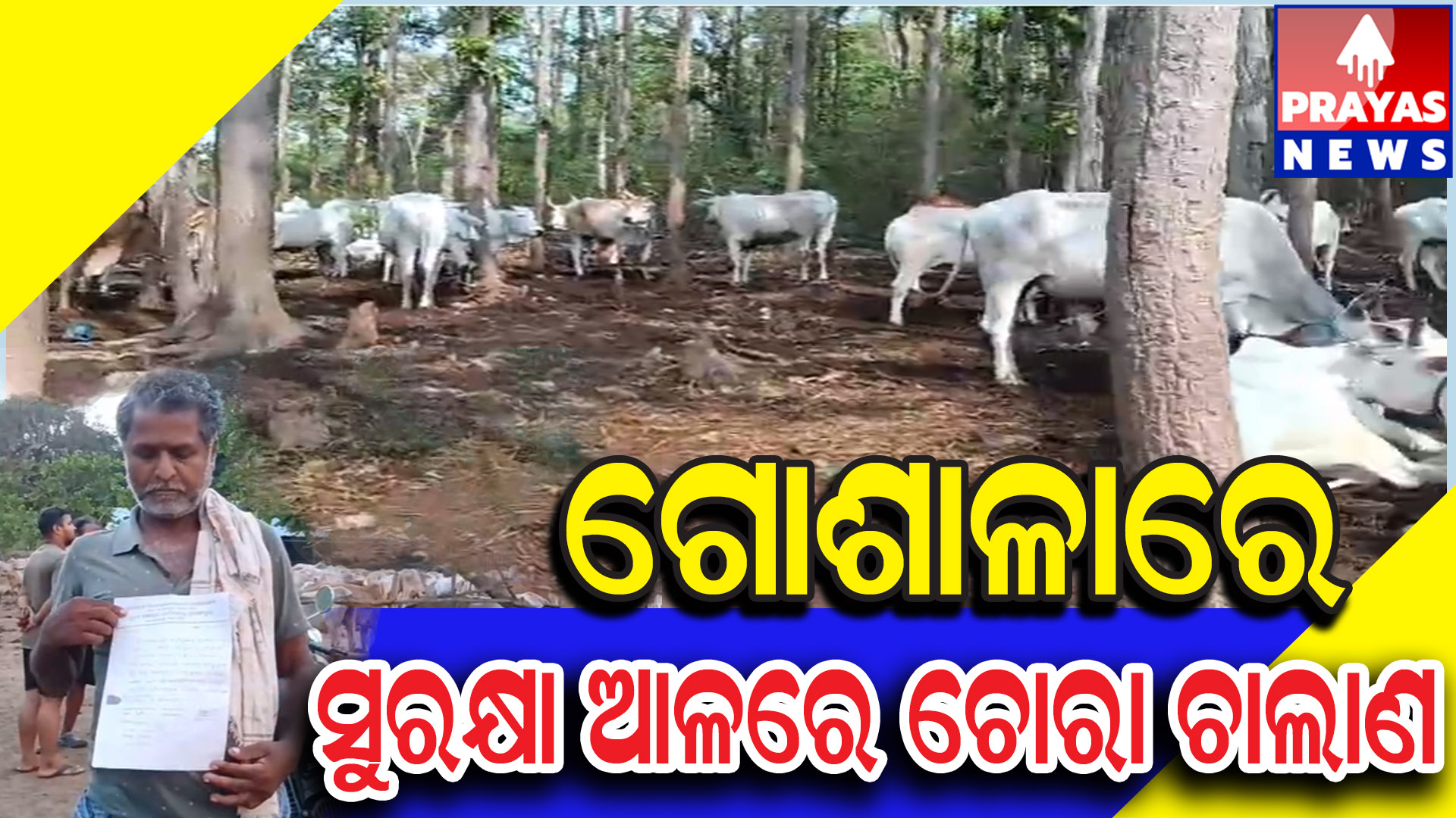 ଗୋଶାଳାରେ ଗୋ-ମାତା ଅସୁରକ୍ଷିତ, ଚୋରି ବଳଦ ହାଟରୁ ଉଦ୍ଧାର, ପରେ ଥାନାରେ ଅଭିଯୋଗ
