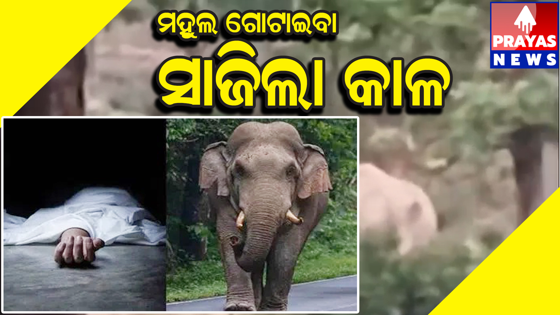 ମହୁଲ ଗୋଟାଇବା କାଳ ସାଜିଲା